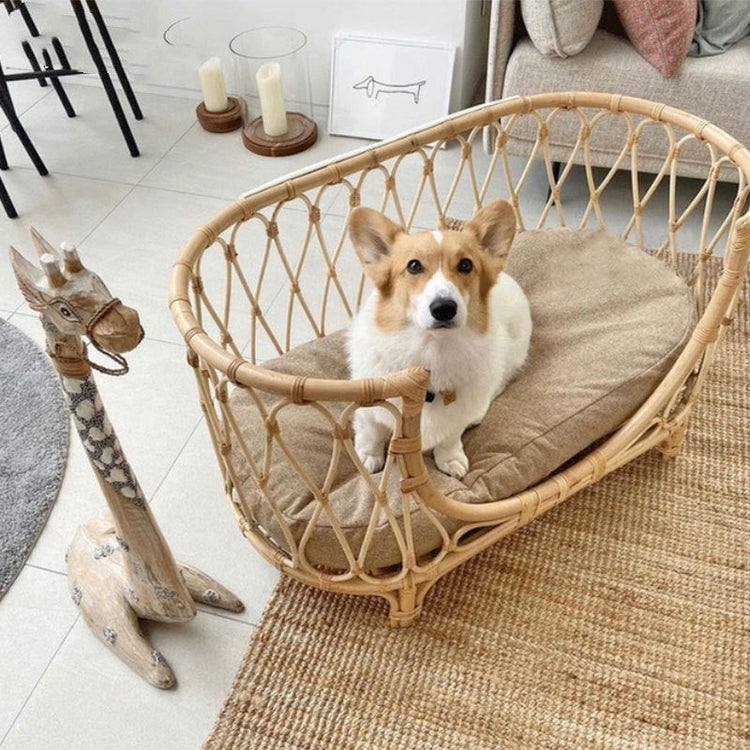 Premium Pet Accessories for Dogs & Cats